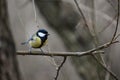 Parus major great tit